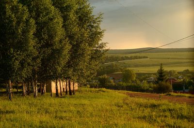 Trees on field against sky
