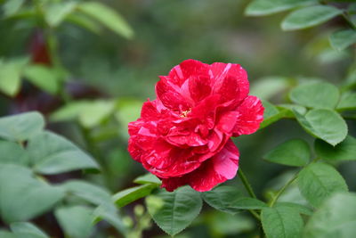 Close-up of red rose