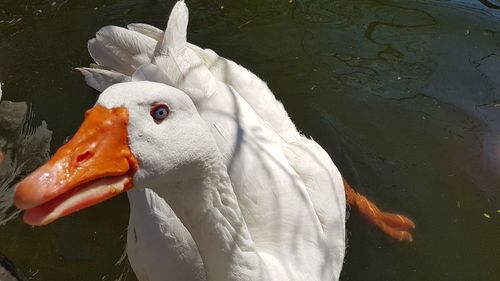 Close-up of swan swimming in lake