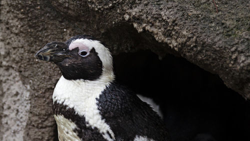 A black and white penguin at the cave opening