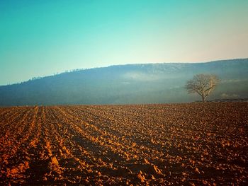 Scenic view of field against clear sky