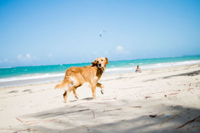 Dog on sunny beach
