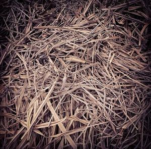 Full frame shot of tree stump