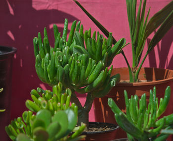 Close-up of potted plant