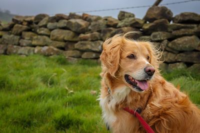 View of a dog looking away