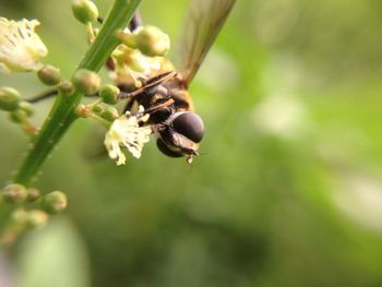 Close-up of insect on plant