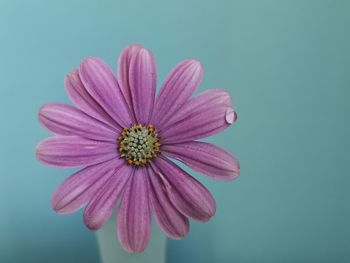 Close-up of pink flower against blue background