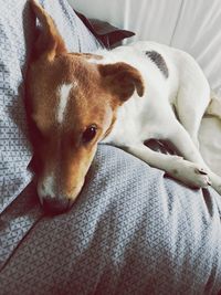 Close-up portrait of dog relaxing on bed at home