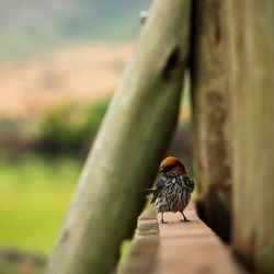 Close-up of bird perching on wood