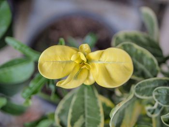 Close-up of yellow flowering plant