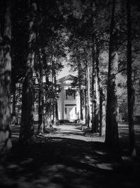 Narrow walkway along trees