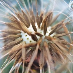 Close-up of dandelion