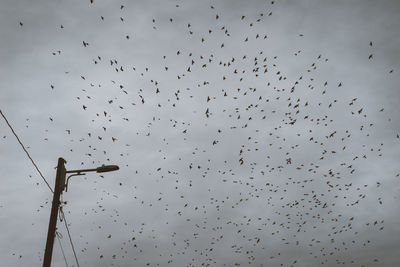 Low angle view of birds flying in sky