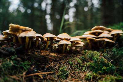 Close-up of mushrooms growing on field