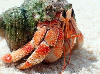 Close-up of hermit crab