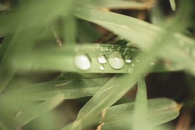 Close-up of raindrops on grass