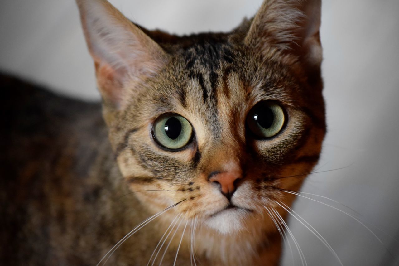 domestic cat, one animal, pets, domestic animals, feline, looking at camera, whisker, animal themes, mammal, portrait, close-up, focus on foreground, indoors, no people, day