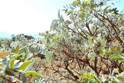 Plants growing in park