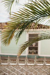 Close-up of palm tree over metal fence