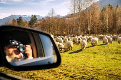 View from the car of sheep flock on field against mountains during winter