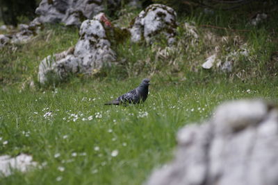 Bird perching on a field