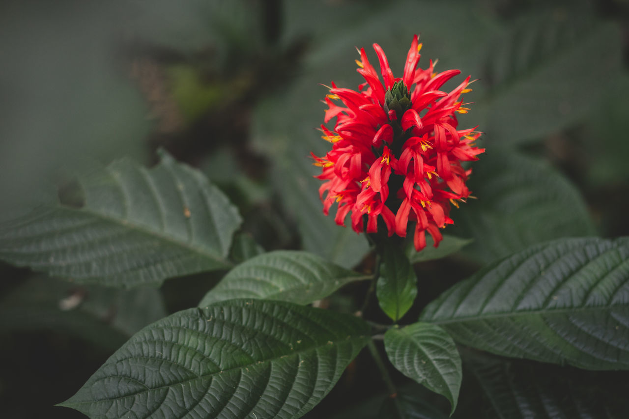 CLOSE-UP OF RED FLOWER