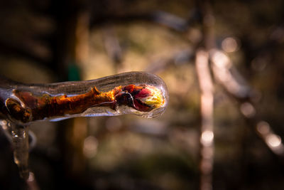 Close-up of snake on metal