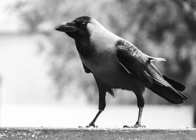 Close-up of crow perching