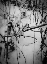 Close-up of branches on branch