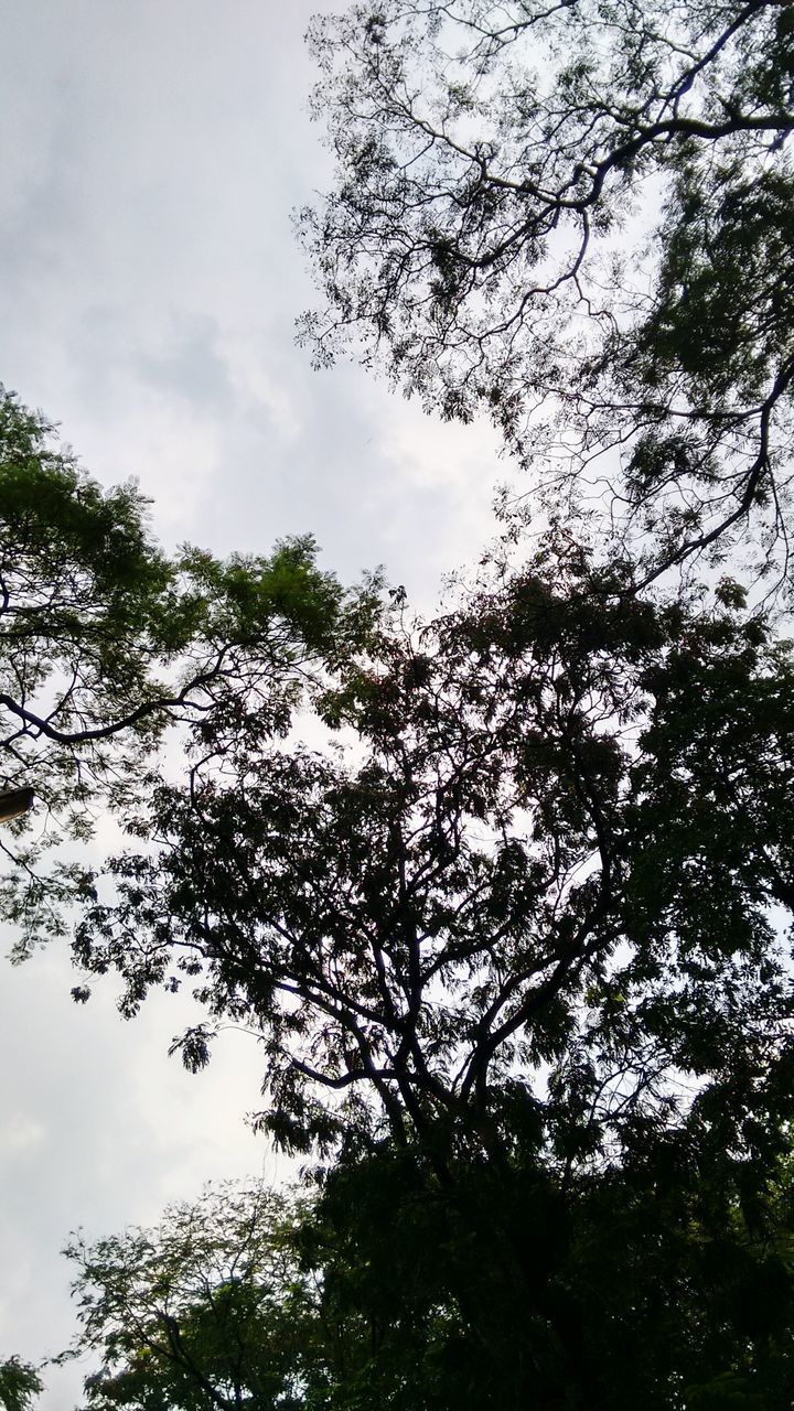 tree, low angle view, sky, branch, tranquility, growth, nature, beauty in nature, cloud - sky, scenics, tranquil scene, cloudy, cloud, outdoors, day, no people, silhouette, idyllic, tree trunk, treetop