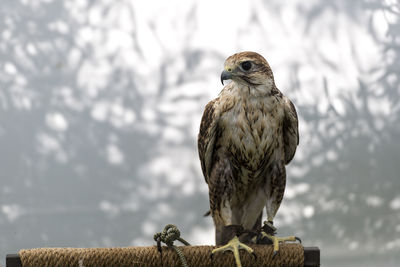 Close-up of hawk perching