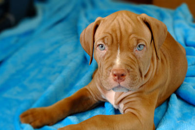 Close-up portrait of dog