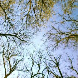 Low angle view of trees against sky