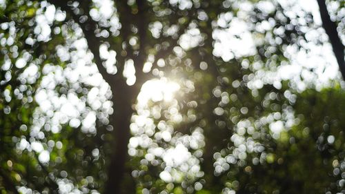 Close-up of illuminated flowers