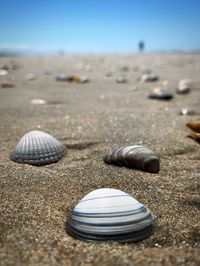 Close-up of shells on sand