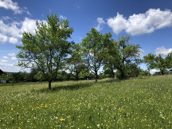 Trees on field against sky