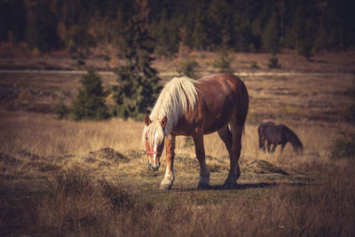 Horses grazing in a field