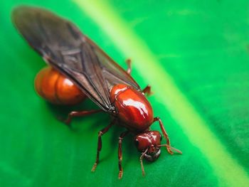 Close-up of insect on leaf