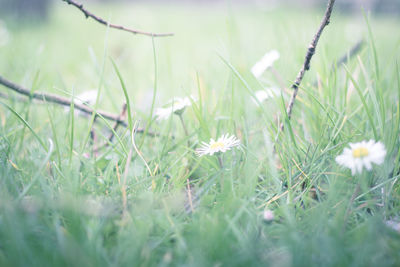 Close-up of white flowers growing in field