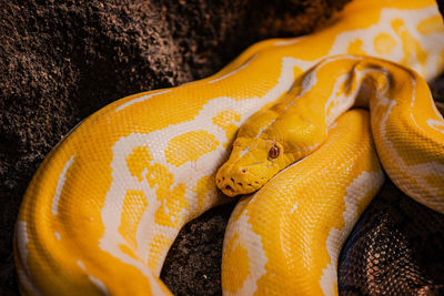Yellow python in croco park in agadir, morocco. wild animal. dangerous reptile. wildlife in africa