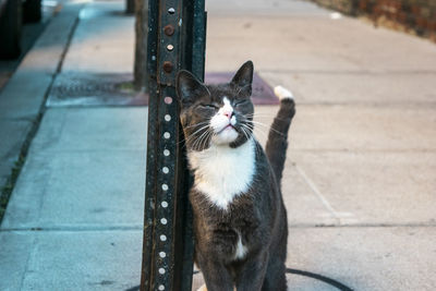 Pretty grey-white cat posing for a picture.