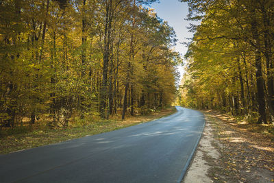 Asphalt road in the autumn orange forest, october view