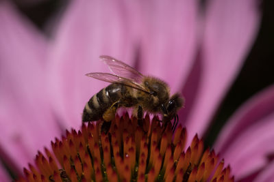 Close-up of insect pollinating on flower