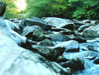Stream flowing through forest