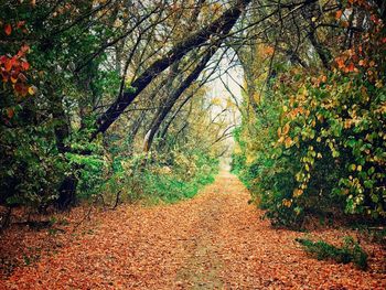 Trees growing in forest during autumn