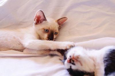 Cat lying on bed