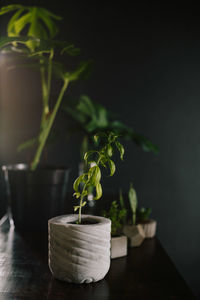 Close-up of potted plant on table