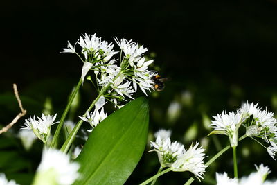 Close-up of white flowers