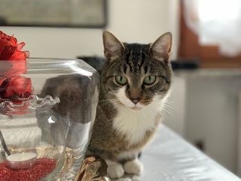 Close-up portrait of a cat at home