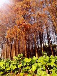 View of autumnal trees